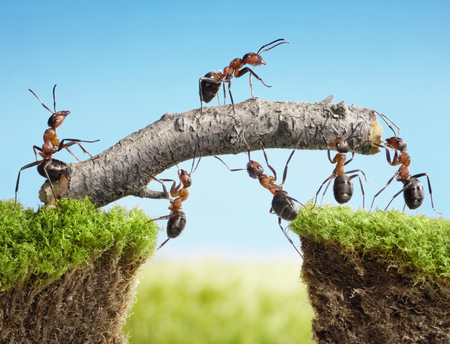 Ants Working Blog 3